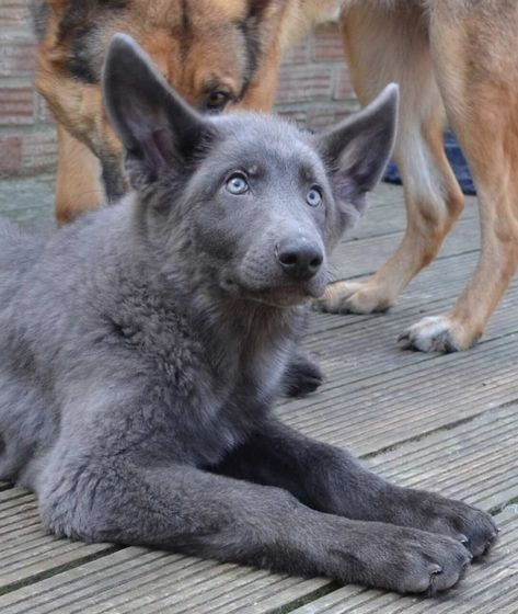 Blue GSD Blue Shepherd, Blue German Shepherd, German Shepards, Blue Bay, Beautiful Dog, Two Dogs, Shepherd Puppies, Cane Corso, German Shepherd Puppies