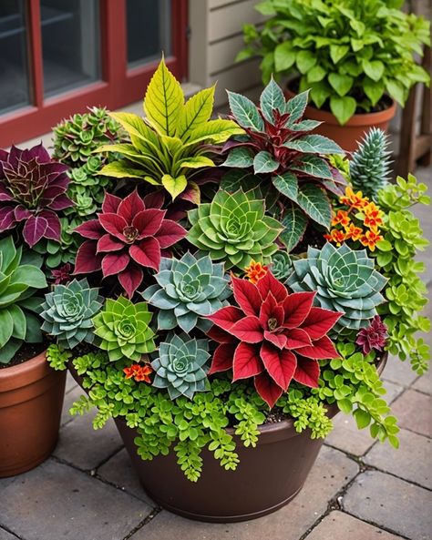 Potted Plant Design, Flower Beds With Potted Plants, Coleus Landscaping, Coleus Garden, Coleus Containers, Coleus Care, Garden Rockery, Fall Container Plants, Flower Containers