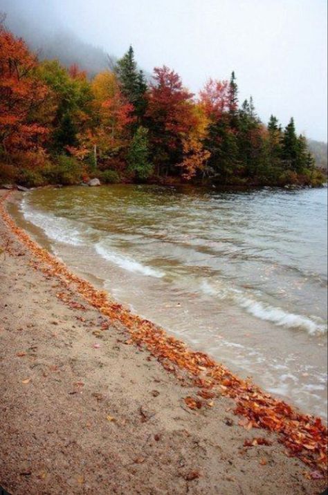 Fall Trees Photography, Vintage Nature Photography, Fall Photography Nature, Summer Nature Photography, Nature Photography Trees, Winter Szenen, New England Fall, Landscape Photography Nature, Autumn Scenes