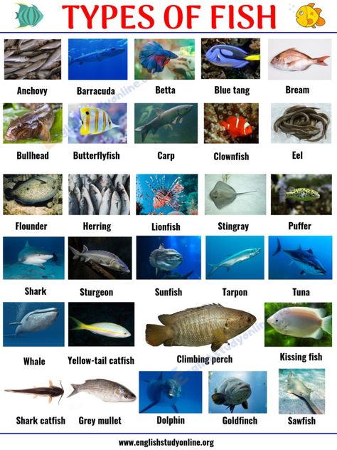 Types of Fish: List of 29 Popular Fish Names with Pictures in English - English Study Online Eld Strategies, Animals Name List, Fish Names, Fish Chart, Animals Name In English, Fish Types, Fish List, Different Fish, Fishing Pictures