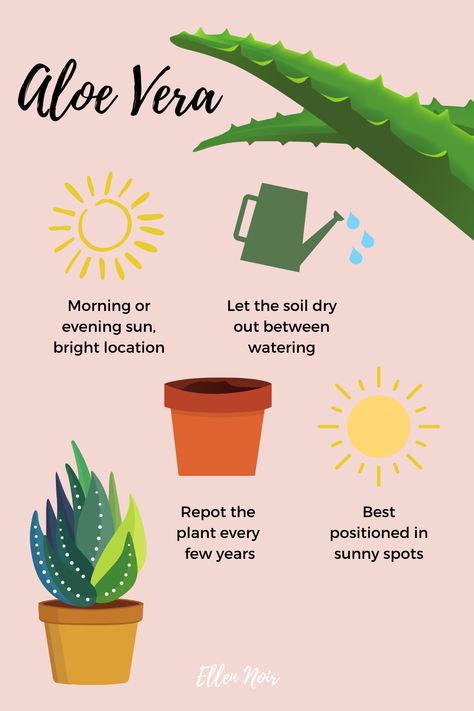 aloe vera plant care tips Aloe Care Plants, Aloe Vera Plant Care Tips, Aloe Vera Care Tips, Aloe Vera Plant Care Indoor, Plant Identification Chart, Aloe Plant Care, Aloe Vera Plant Care, Aloe Vera Care, Small Nursery Ideas