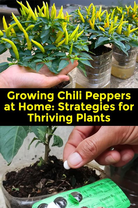 Growing Chili Peppers at Home: Strategies for Thriving Plants... Chili Plants Growing Tips, Chilli Tree, Growing Chillies, Growing Chili Peppers, Chili Pepper Plant, Chilli Plant, Foliar Spray, Grow Avocado, Thriving Garden