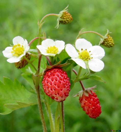 Bouquet of strawberry flowers strawberries bouquet № 29490 Strawberry Flowers, Just Be, Botanical Perfume, Strawberry Flower, Fruit Photography, Strawberry Plants, Strawberry Fruit, Wild Strawberries, Strawberry Fields