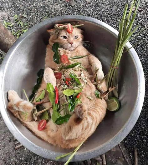 7 Irresistible Homemade Cat Recipes Funny Cat Photos, Cat Dishes, Cat Hacks, Homemade Cat, Silly Cats Pictures, How To Cook Rice, Cat Icon, Cat Recipes, Ginger Cats