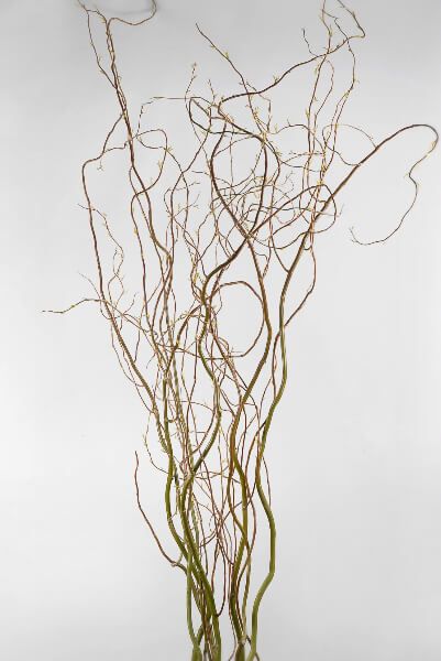 Natural Curly Willow Branches 36-40in (11 branches) Willow Tree Photography, Natural Arrangements, Willow Crafts, Curly Willow Branches, Owl Baby Shower Theme, Christmas Arch, Entrance Wall, Gold Branches, Curly Willow