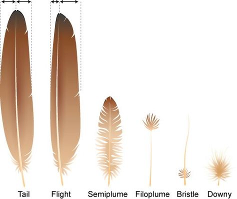 Lesson 3 -Types of feathers // Apologia Zoology 1 Wing Anatomy, Types Of Feathers, Feather Drawing, Bird People, Wings Drawing, Bird Wings, Zoology, Art Tips, Drawing Tips