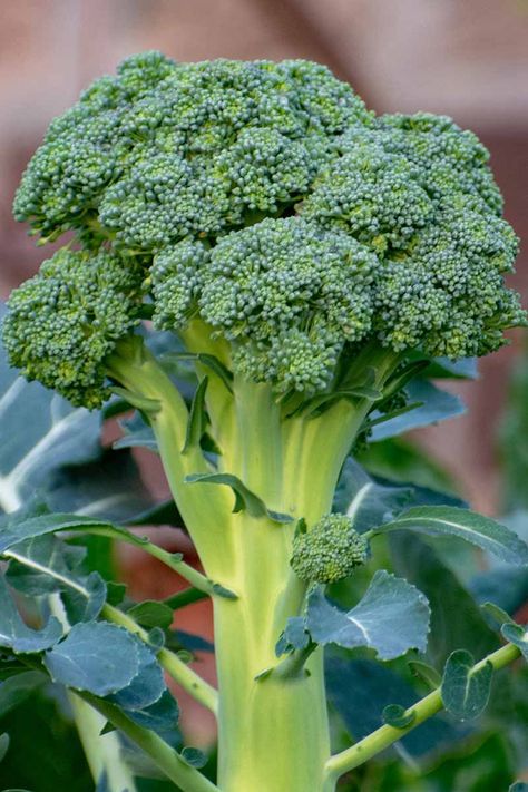 Did you know that you can grow broccoli in containers? That's right, with the right care, this cool-weather crop will thrive in pots and provide you with a delicious harvest of tender, homegrown heads. Learn how to plant and grow broccoli in containers now with this guide on Gardener's Path. #broccoli #containergarden #gardenerspath Vegetable Growing Ideas, Broccoli Picture, Broccoli Growing, Vegetable Plants, Growing Broccoli In Containers, Grow Foods, Broccoli Health Benefits, Cashew Apple, Broccoli Vegetable