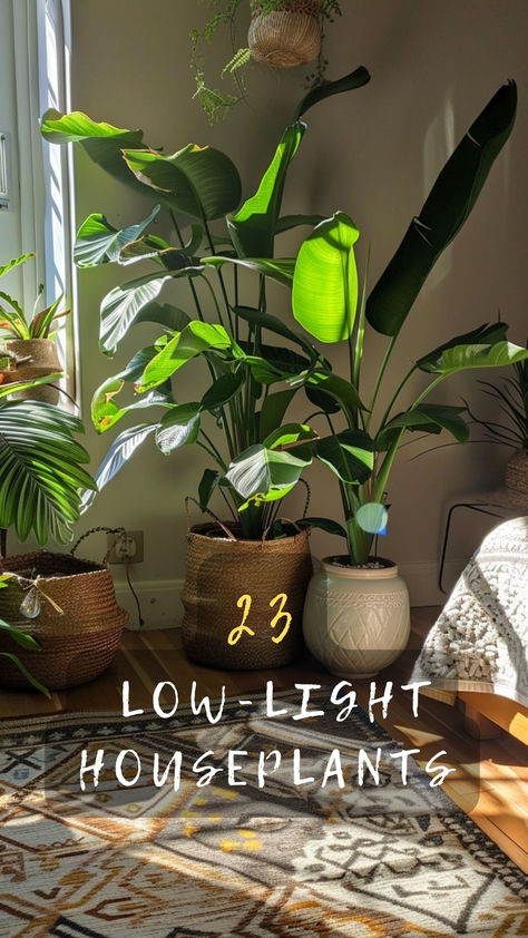 Thriving Plants For Low-Light Rooms! Discover The Best Houseplants That Grow Well Even In Low Light Conditions. Ready To Green Up Your Space? Click To Explore And Grow! 🌿🏡 #LowLightPlants #Houseplants #GreenYourSpace #ExploreAndGrow #PlantCare Lights In Potted Plants, Hanging Plants Dark Room, Large Low Light House Plants, How To Decorate With House Plants, Plant Lights Indoor Setup Living Room, Plants Dark Room, Bedroom Plants Low Light, Best Indoor Plants For Low Light, Indirect Light Plants