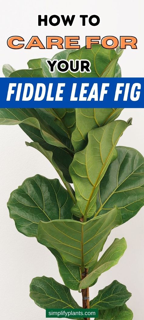 Fiddle Leaf Tree Care Tips
How to Care for a Fiddle Leaf Tree
Fiddle Leaf Tree Care House Plants
How to Take Care of a Fiddle Leaf Tree
How to Water Fiddle Leaf Tree
Fiddle Leaf Tree Care Indoor
Ficus Lyrata Care
Fiddle Leaf Tree Care Essentials
Fiddle Leaf Tree Plant Care
Fiddle Leaf Fig Tree Care Instructions
Fiddle Leaf Tree Watering Tips
Fiddle Leaf Tree Care for Beginners
Fiddle Leaf Fig Tree Maintenance
Fiddle Leaf Tree Growth Tips
Fiddle Leaf Tree Care
Fiddle Leaf Tree Troubleshooting Fiddleleaf Care, Ficus Tree Indoor Care, Fidel Leaf Plant, Fiddle Leaf Fig Care Tips, Fiddle Leaf Fig Plant Care, How To Take Care Of A Fig Tree, Fig Tree Care Outdoor, How To Care For A Fiddle Leaf Tree, Fig Plant Indoor Care