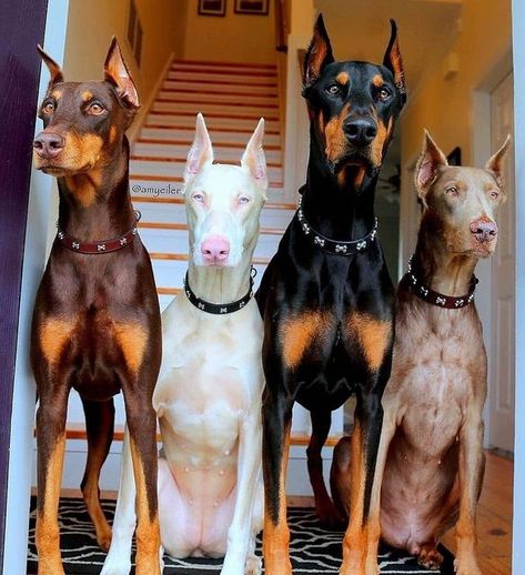 doberman_world_ig_ on Instagram: "Posted @withrepost • @doberman_world_ig_ Posted @withrepost • @doberman.l.o.v.e ▪︎The Gang▪︎🖤🐾🐕 . . From:@amyeiler 📸 . . #doberman #dobermanpinscher #dogsofinstagram #dobermansofinstagram #dobermanpride #dobermanpuppy #dobermanlove #dobermann #dobie #dobermans #dobermaninstagram" Doberman Colors, Doberman Love, Scary Dogs, Doberman Pinscher Dog, Doberman Puppy, Doberman Dogs, Gsd Puppies, Pretty Animals, Baby Puppies