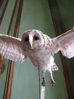 Owl at Deyrolle, Paris Deyrolle Paris, Fantastic Library, Scary Books, Taxidermy Art, World Globes, Cabin Design, Mad Scientist, Taxidermy, Meeting People