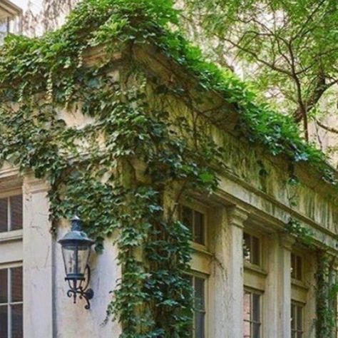 Ivy Growing On Wall, Vine On House, Vines On Wall, Types Of Vines, Vines Outdoor, Overgrown Vines, Aesthetic Vines, Vines Aesthetic, Melissa Penfold