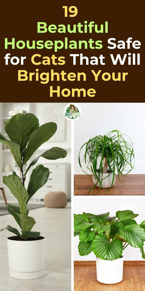 Houseplants, Cat-friendly plants, Indoor gardening, Pet-safe plants, 
Non-toxic plants, Feline-friendly houseplants, Plant decor, Home decor, 
Pet-friendly home, Indoor plants, Pet-friendly gardening, Safe plants for 
cats, Houseplant ideas, Cat-friendly home, Indoor greenery. Plant Decor With Cats, Cat Friendly Plants Indoor, Cat Safe Plants Indoor, Indoor Plants Safe For Dogs, Cat Friendly House Plants, Safe Plants For Cats, House Plants Safe For Cats, Plants That Repel Cats, Indoor Plants Safe For Cats