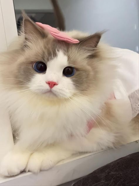 Ragdoll Cat Breed, Cute Small Animals, Image Chat, Cute Little Kittens, Cute Cats Photos, Pretty Animals, Ragdoll Cat, Cat Aesthetic, Cute Animal Photos