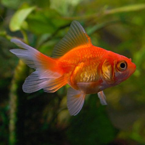 Goldfish Reference Photo, Chunky Goldfish, Goldfish Reference, Goldfish Photo, Shiny Fish, Goldfish Breeding, Marine Core, Common Goldfish, Goldfish Food