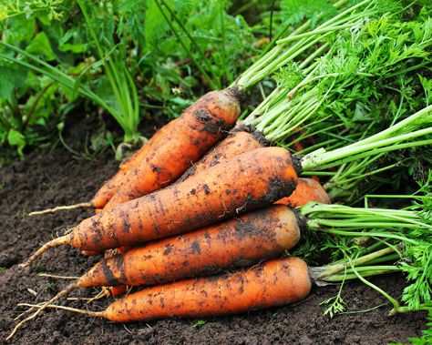 Everything you need to know to grow carrots from sowing seed right through to harvesting the roots. Carrot Storage, Carrot Seedlings, Carrot Varieties, How To Store Carrots, Grow Carrots, How To Plant Carrots, Growing Carrots, Sowing Seeds, Growing Garlic