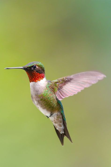 Burung Kakatua, Hummingbird Pictures, Ruby Throated Hummingbird, Hummingbird Art, Tiny Bird, Humming Bird Feeders, Backyard Birds, Bird Pictures, Pretty Birds