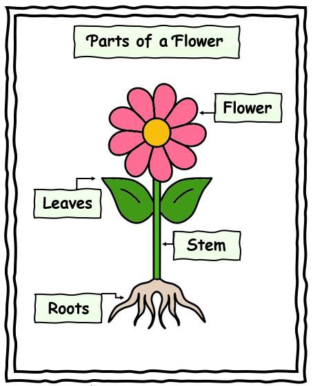 Homegrown Hearts and Minds: FREE Parts of a Flower (Preschool) Part Of A Flower Preschool, Flower Parts Preschool, Plants Worksheets For Preschool, Flower Parts Project, Parts Of A Plant Craft Preschool, Plant Activities Preschool, Flower Parts For Kids, Flowers Worksheets Preschool, Life Cycle Of Flower