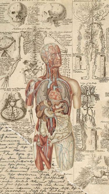 Medical Science Wallpaper, Science Aesthetic Poster, Anatomy And Physiology Wallpaper, Biological Wallpaper, Medical Drawings Aesthetic, Ipad Wallpaper Anatomy, Medical Studies Aesthetic, Phycology Aesthetic Wallpaper, Biology Research Aesthetic