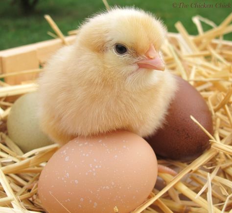 Baby Chicks Photography, Pet Chickens Breeds, Chicken Aesthetic, Baby Chicks Raising, Chicken Incubator, Chicken Pictures, Chicken Chick, Baby Chickens, Cute Chickens