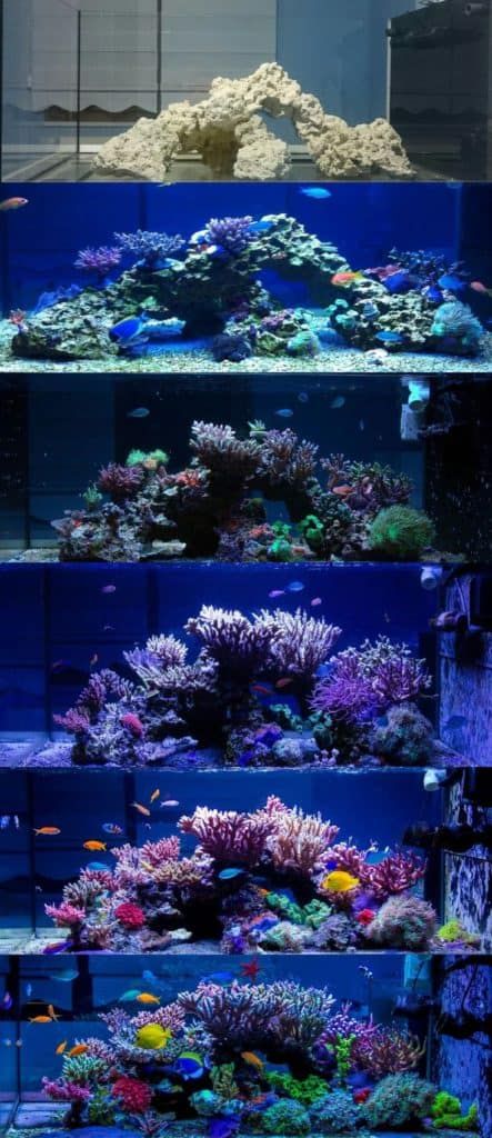 Aesthetic Fishing, Reef Aquascaping, Reef Tank Aquascaping, Saltwater Aquarium Setup, Nano Reef Tank, Fish Tank Ideas, Water Terrarium, Fish Aesthetic, Coral Aquarium