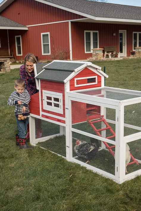 Best Laying Chickens, Chicken Coop Kit, Urban Chicken Farming, Best Egg Laying Chickens, Laying Chickens, Portable Chicken Coop, Egg Laying Chickens, Urban Chickens, Chicken Farming