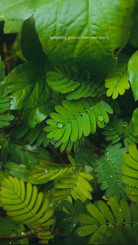 Raindrops on leaves on a rainy day. Touch me not/ Mimosa pudica. Raindrops Captions, Caption For Leaves Pic, Leaves Caption Instagram, Instagram Story Nature Ideas, Flower Insta Story Ideas, Green Aesthetic Captions, Story Nature Ideas, Insta Captions Nature, Caption For Greenery Pictures