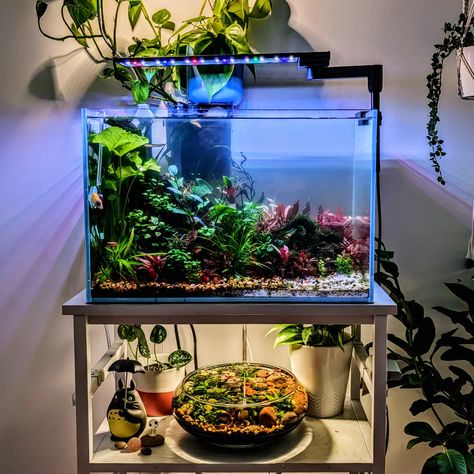 Vibrant planted aquarium 🌱 #aesthetic #aquaticplants #aquascaping #aquarium #plantedaquarium #plants #plantedtank #tanksetup Aqua Scape, Aquarium Aesthetic, Aquascaping, Planted Aquarium, Aquatic Plants, Blood Red, Super Excited, Fish Tank, Terrarium