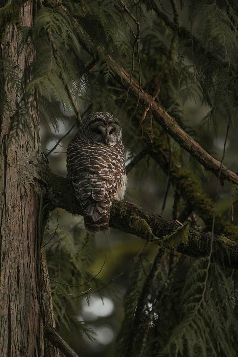 Dark Forest Aesthetic, Witch Aesthetic, Walk In The Woods, Photo Vintage, Wild Nature, Woodland Creatures, Dark Forest, Nature Aesthetic, Enchanted Forest