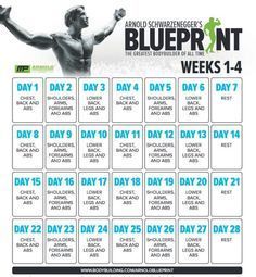 Arnold Schwarzenegger Workout Plan Pdf - Infoupdate.org Arnold Split Workout, Arnold Workout Plan, Arnold Blueprint, Arnold Training, Musclepharm Workouts, Arnold Schwarzenegger Workout, Arnold Schwarzenegger Gym, Arnold Workout, Split Workout