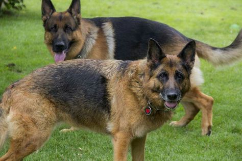 German Shepherds Russell Terrier, Golden Retrievers, German Shepherds, Jack Russell Terrier, Jack Russell, German Shepherd, Golden Retriever, Dog Cat, Dogs