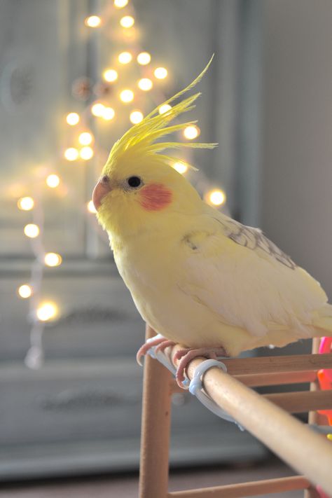 Tassi - a pearly lutino cockatiel Yellow, Christmas, White