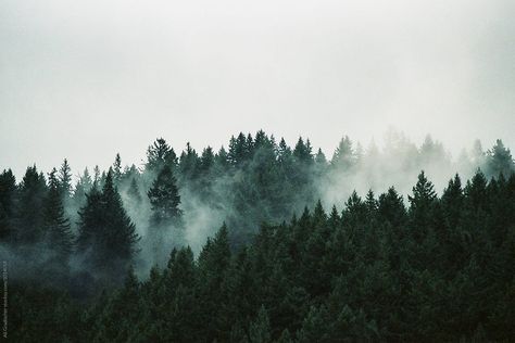 Horizontal photo of a pacific northwest forest with mist and fog. Asethic Nature Wallpaper, Nature Desktop Wallpaper Aesthetic, Ipad Wallpaper Aesthetic Landscape Green, Hd Desktop Wallpaper Aesthetic Vintage, Horizontal Astetic Pictures, Forest Horizontal Photography, Laptop Wallpaper Nature Aesthetic, Horizontal Asthetic Wallpers, Laptops Wallpapers Aesthetic