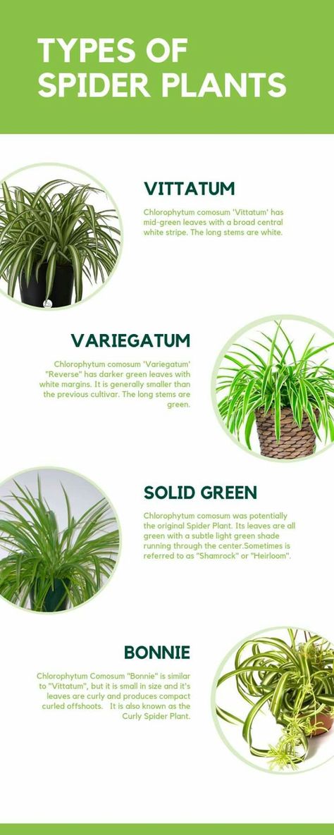 How To Care For A Spider Plant, Spider Plant Varieties, Types Of Spider Plants, Spider Plants Indoor, Indoor Trailing Plants, Spider Plant Care Indoor, Spider Plant Indoor, Spider Plant Benefits, Curly Spider Plant