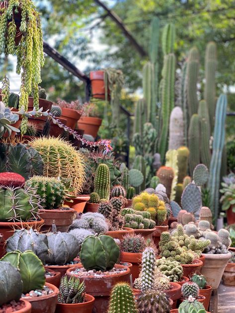 Cactus Garden Landscaping, Inside Plants, Succulents Decor, Succulent Gardening, Unusual Plants, House Plants Decor, Desert Plants, Cactus Y Suculentas, Cactus Garden