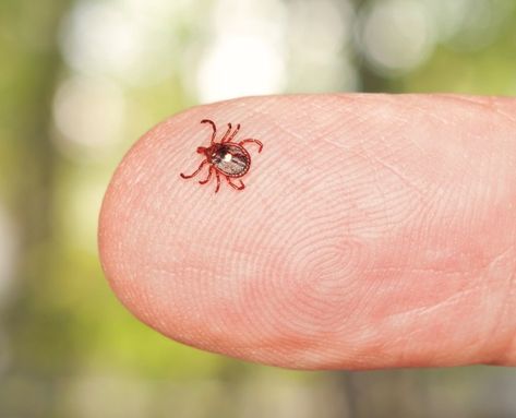 Red Meat Allergy: How One Tick Bite Can Upend Your Diet and Your Life Types Of Ticks, Alpha Gal, Woman Health, Tick Bite, Allergy Friendly Recipes, Food Allergy, How To Make Sausage, Cook Chicken Breast, Allergy Friendly