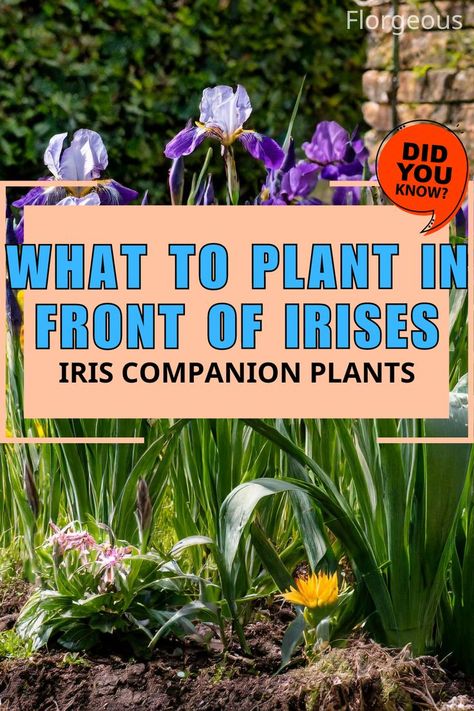 What to Plant in Front of Irises Iris Companion Plants, Planting Companions, Iris Flowers Garden, Phlox Plant, Tall Ornamental Grasses, Growing Irises, Phlox Flowers, Russian Sage, Small Front Gardens