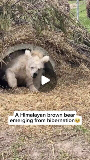 Wildlife Rescuers on Instagram: "Himalayan brown bears, native to the mountainous regions of South Asia, are a subspecies of the brown bear. These magnificent creatures are adapted to high-altitude environments, featuring a distinctive light-colored fur with a hump on their shoulders. Himalayan brown bears are primarily herbivores, feeding on vegetation, fruits, and occasionally small animals. Fun fact: Despite their large size, these bears are skilled climbers and can navigate steep slopes and rocky terrains with ease, showcasing their remarkable agility in their mountainous habitats. Video by @whiterock.savewildfund Feel free to explore the gallery of this page, where you can express your support, admiration, and indulge in more amazing wildlife photography. #wildlife #wildanimals #na Belly Dancing Videos, Photography Wildlife, Have A Great Night, Digital Marketing Business, South Asia, Heavenly Father, Brown Bear, Himalayan, Wildlife Photography