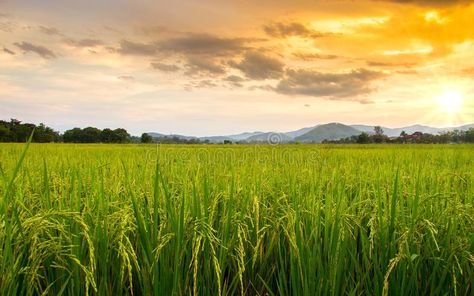 Paddy field. In Thailand , #ad, #Paddy, #field, #Thailand #ad Rice Crop Photography, Paddy Field Photography, Cropping Photography, Field Images, Paddy Field, Summer Field, Powerpoint Free, Rice Field, Lord Hanuman Wallpapers