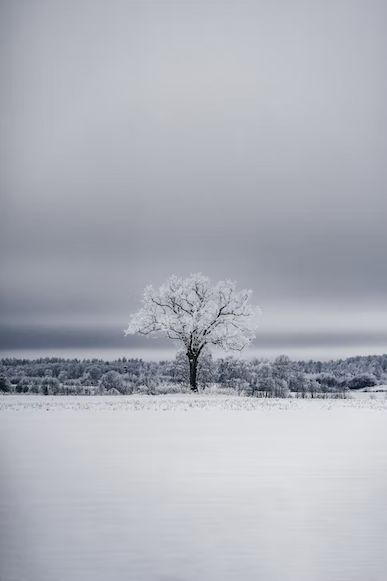 Snow Wallpaper Hd, Tree With Snow, Snow Photos, Snowy Field, Snow Photography, Tree Stands, Snowy Trees, Lone Tree, Winter Images