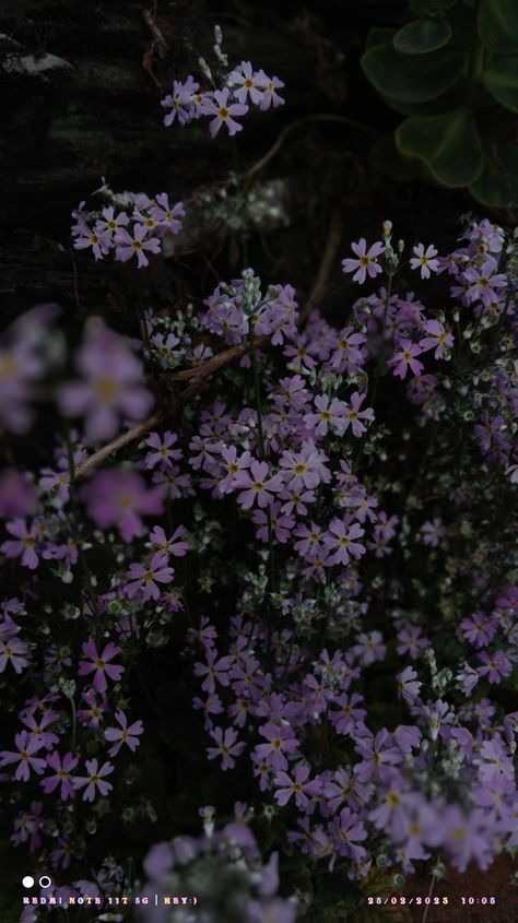 Smokey Purple Aesthetic, Dusty Purple Aesthetic, Green And Violet Aesthetic, Dark Wildflowers, Purple And Green Aesthetic, Rv Aesthetic, Wildflowers Aesthetic, March Journal, Purple Wild Flowers