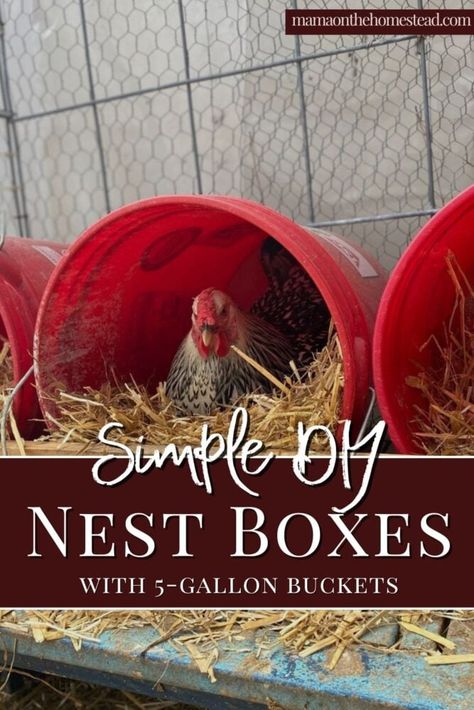 Coop Roost Ideas, Chicken Coop Roost Ideas, Chicken Coop Roost, Chicken Roost Ideas, Chicken Laying Boxes, Nesting Boxes Diy, Chicken Coop Designs Diy, Chicken Nest, Cheap Chicken Coops