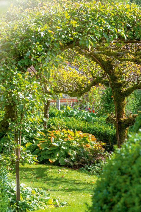 The ultimate guide to planting your own orchard: 'Getting it right is easy; sadly, so is getting it wrong' - Country Life Wildlife Garden Design, Orchard Design, Orchard Garden, Cottage Garden Design, Sharing Economy, Farmhouse Garden, Most Beautiful Gardens, Garden Landscape Design, Garden Borders