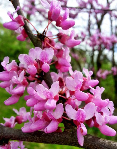 Cercis canadensis, eastern redbud, this tree grows 20-30' tall and has heart shaped leaves; the flowers are edible as are the flower buds and the pods. Cercis Canadensis, Heart Shaped Leaves, Eastern Redbud, Patio Trees, Purple Spring, Red Bud, Street Trees, Rose Purple, Universe Galaxy