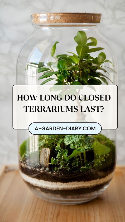 How long do closed terrariums last? With proper care and balance, these mini ecosystems can thrive for decades! Sealed off from the outside world, closed terrariums recycle air and water, creating a self-sustaining environment perfect for those looking for low-maintenance greenery. Discover how to create your own long-lasting terrarium that brings a touch of nature into your home for years to come. No Maintenance Terrarium, Ecosystem In A Jar How To Make, Hobbit House Terrarium, How To Make A Moss Terrarium, Walk In Terrarium, Newt Terrarium, Plant Terrarium Closed, Succulent Terrarium Ideas Diy, How To Plant A Terrarium