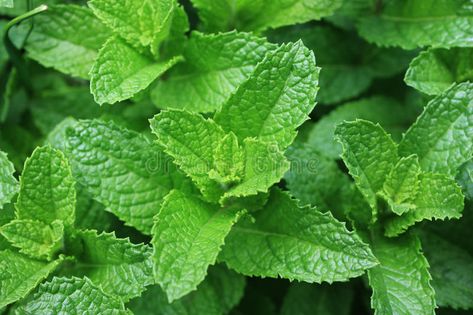 Fresh Spearmint Leaves stock photo. Image of spreads - 25098974 Mentha Spicata, Large Leaf Plants, Rain Gardens, Spearmint Tea, Breath Mints, Plant Outdoor, Types Of Herbs, Mint Plants, Seed Pack