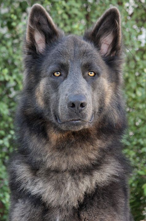 I didn't think he was a purebred GSD until I clicked the link. His coloring is incredible.  One of the most stunning dogs I've seen in a long time. Blue German Shepherd, German Shepherd Rescue, West Highland Terrier, Memes Humor, Shepherd Puppies, German Shepherd Puppies, Working Dogs, German Shepherd Dogs, Shepherd Dog