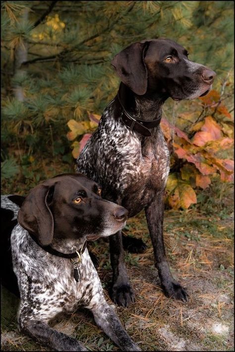 Regard Animal, German Shorthaired Pointer Dog, German Shorthair, Pointer Dog, Bird Dogs, German Shorthaired Pointer, Sweet Dogs, Hunting Dogs, Beautiful Dogs