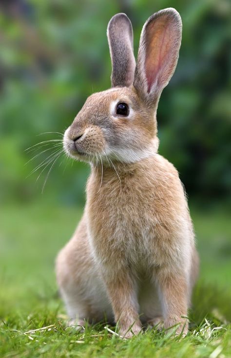 Raising Rabbits, Rabbit Pictures, Animal Eyes, Animal Reference, Cutest Animals, Baby Bunnies, Rodents, Animal Photo, 귀여운 동물