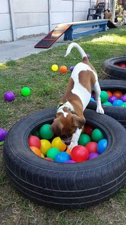 Diy Dog Playground, Outdoor Dog Area, Dog Boarding Ideas, Dog Daycare Business, Backyard Dog Area, Puppy Playground, Dog Friendly Backyard, Dog Backyard, Dog Boarding Facility